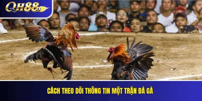 Đá Gà QH88 – Loại Kèo, Quy Tắc Và Cách Theo Dõi 3 Cách theo dõi thông tin một trận đá gà