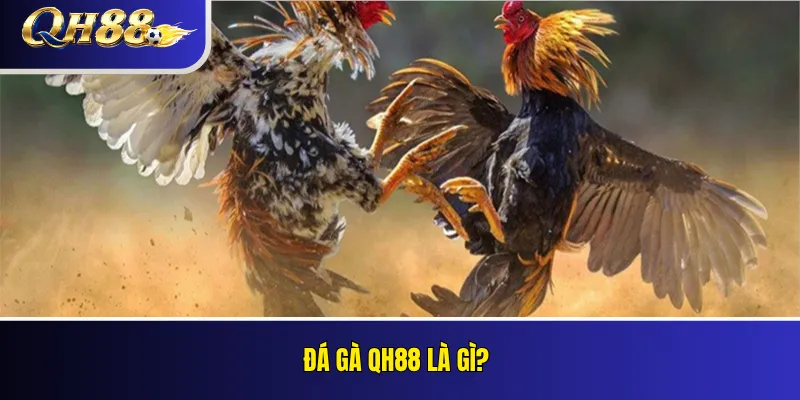 Đá Gà QH88 – Loại Kèo, Quy Tắc Và Cách Theo Dõi 2 Đá gà QH88 là gì?